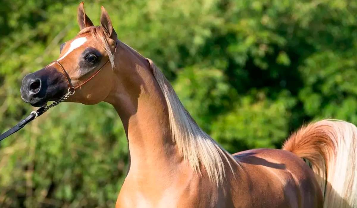 Cavalo árabe