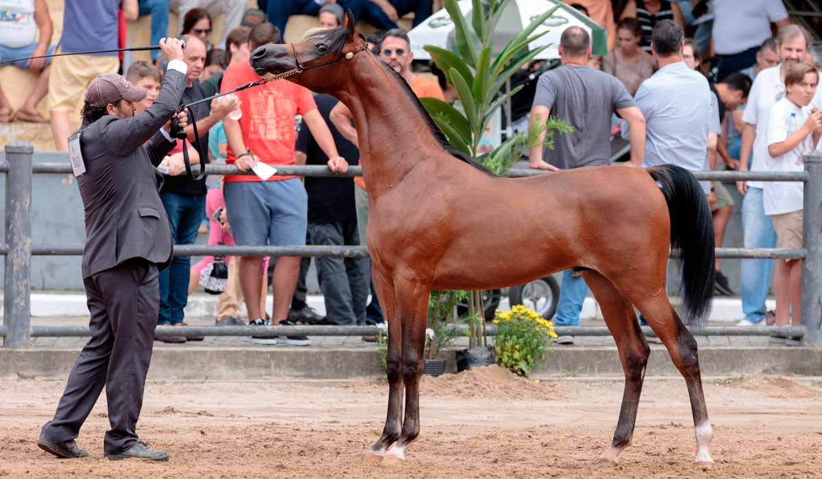 Animal na pista de julgamento