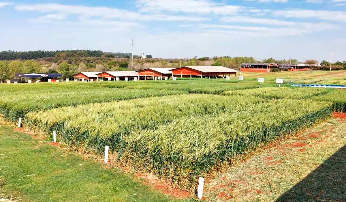 Área demonstrativa do Parque Show Rural Coopavel de Inverno