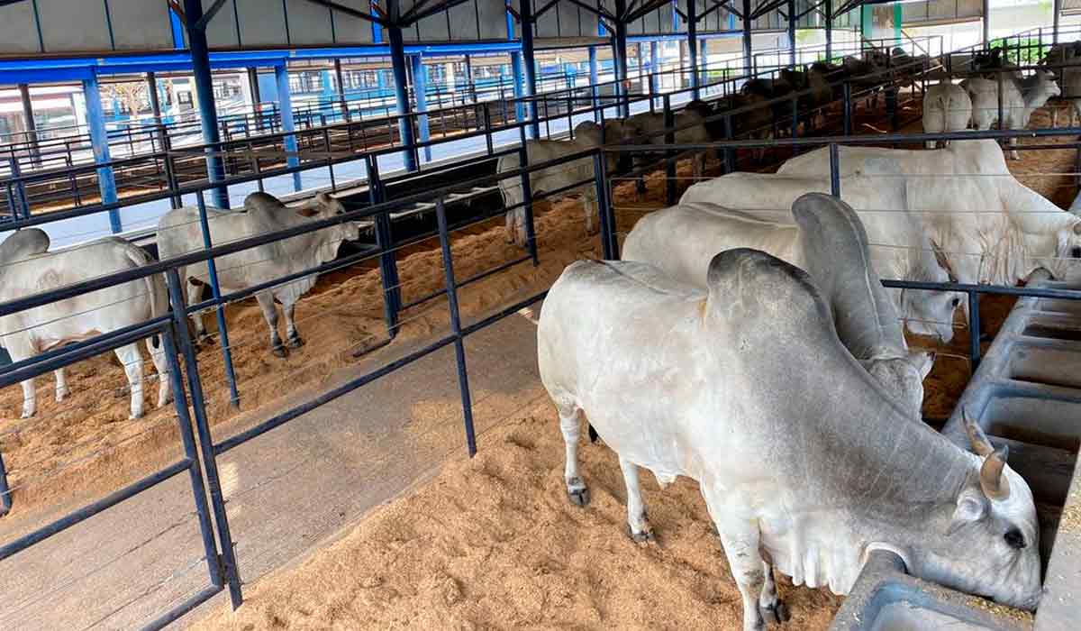 Animais na Expogenética