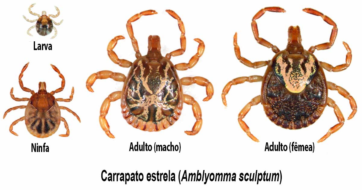 Carrapato estrela (Amblyomma sculptum)