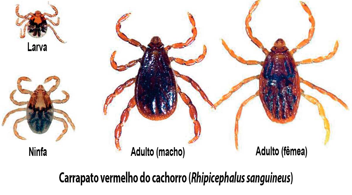 Carrapato vermelho do cachorro (Rhipicephalus sanguineus)