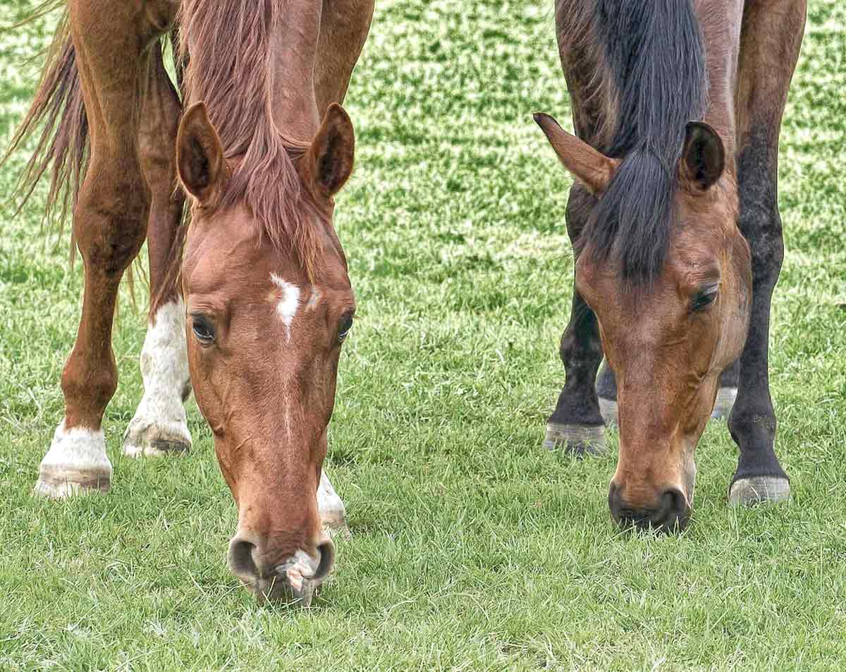 Cavalos pastando