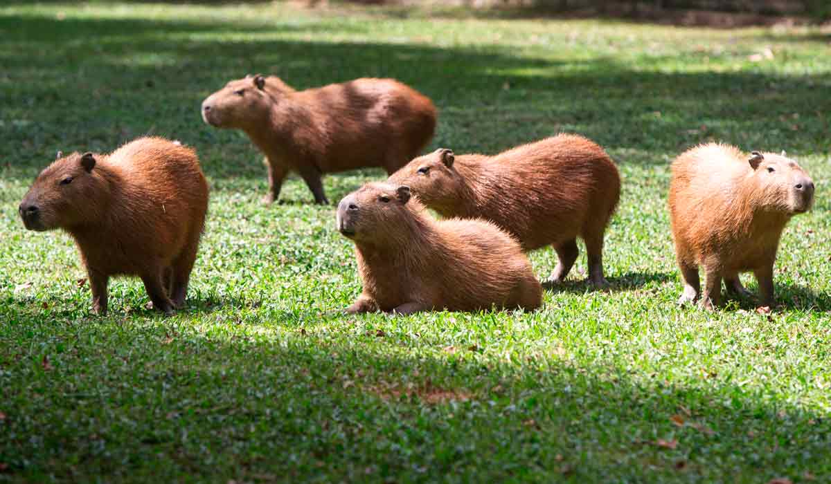 Bando de capivaras descansando na grama de um parque