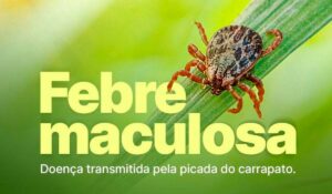 Carrapato transmissor da febre maculosa