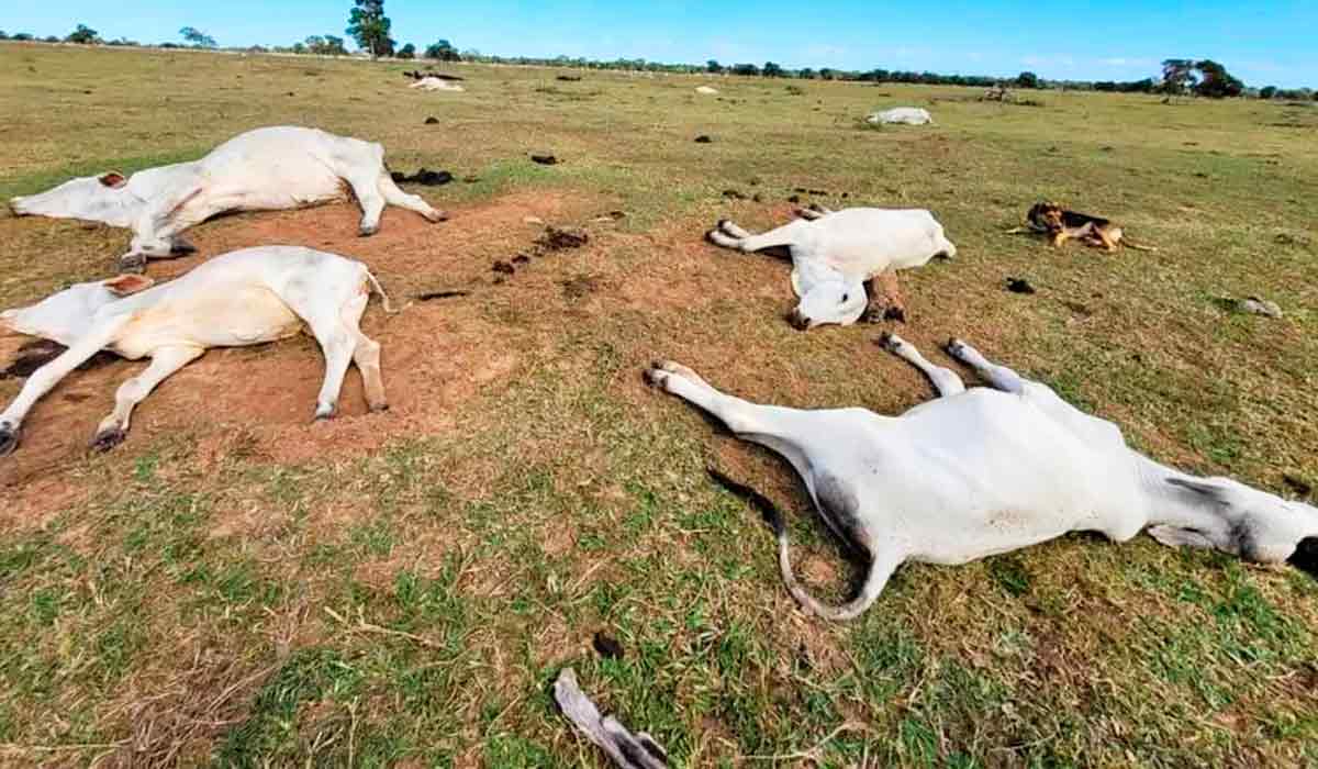 Gado morto pela hipotermia