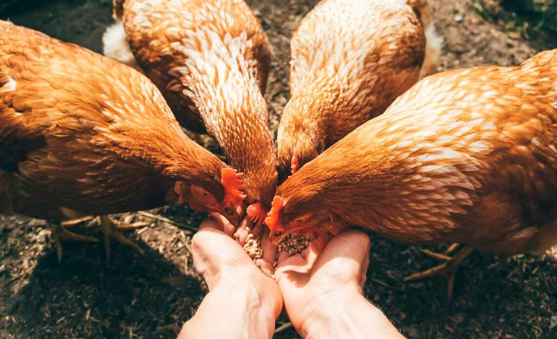 Avicultor alimentando seus animais