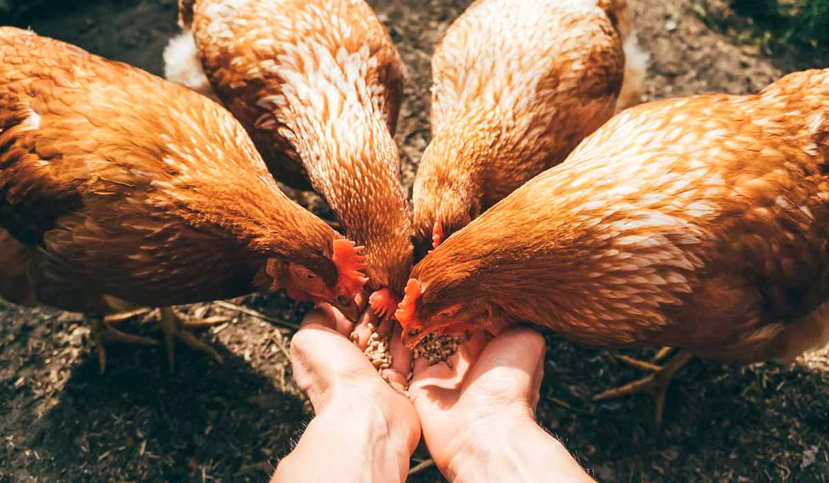 Avicultor alimentando seus animais