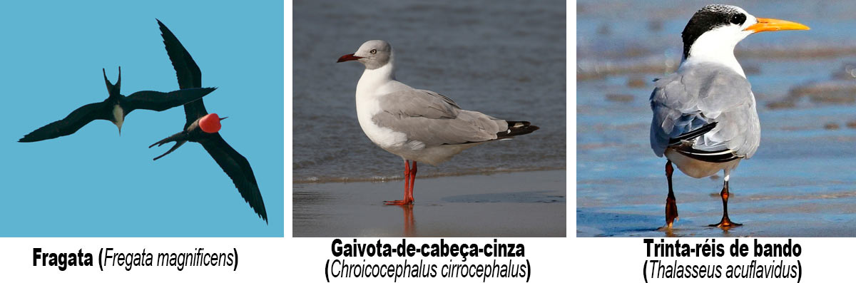 Aves silvestres acometidas pela gripe aviária