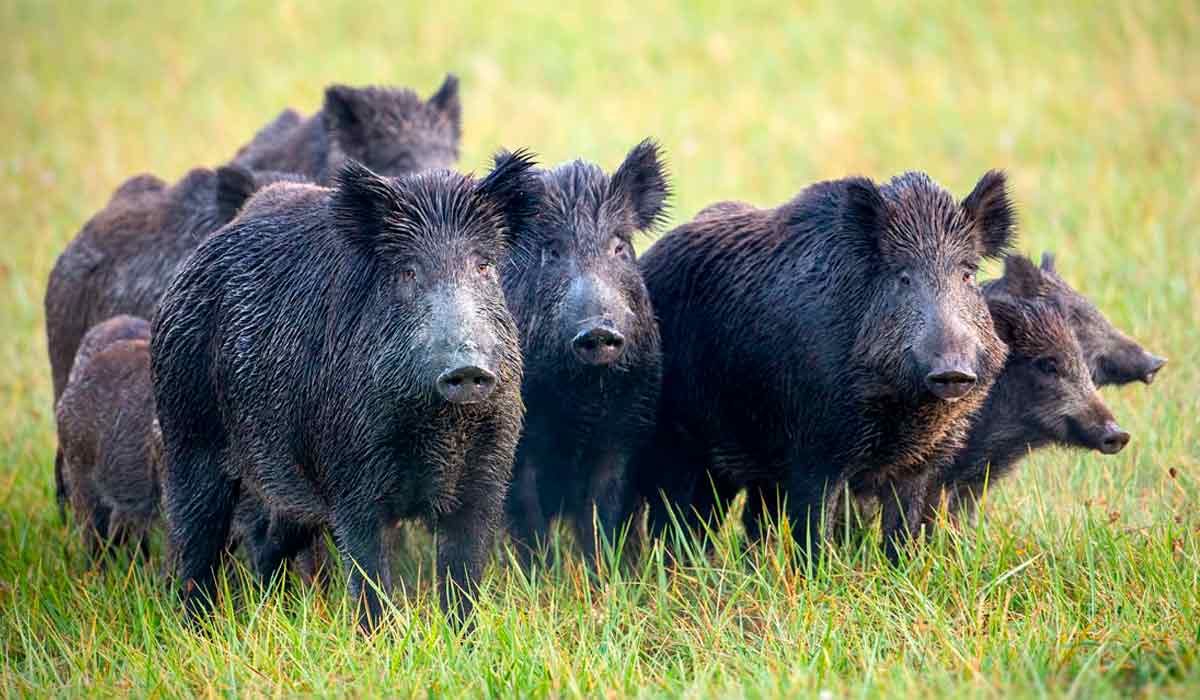 Bando de javalis (Sus scrofa)