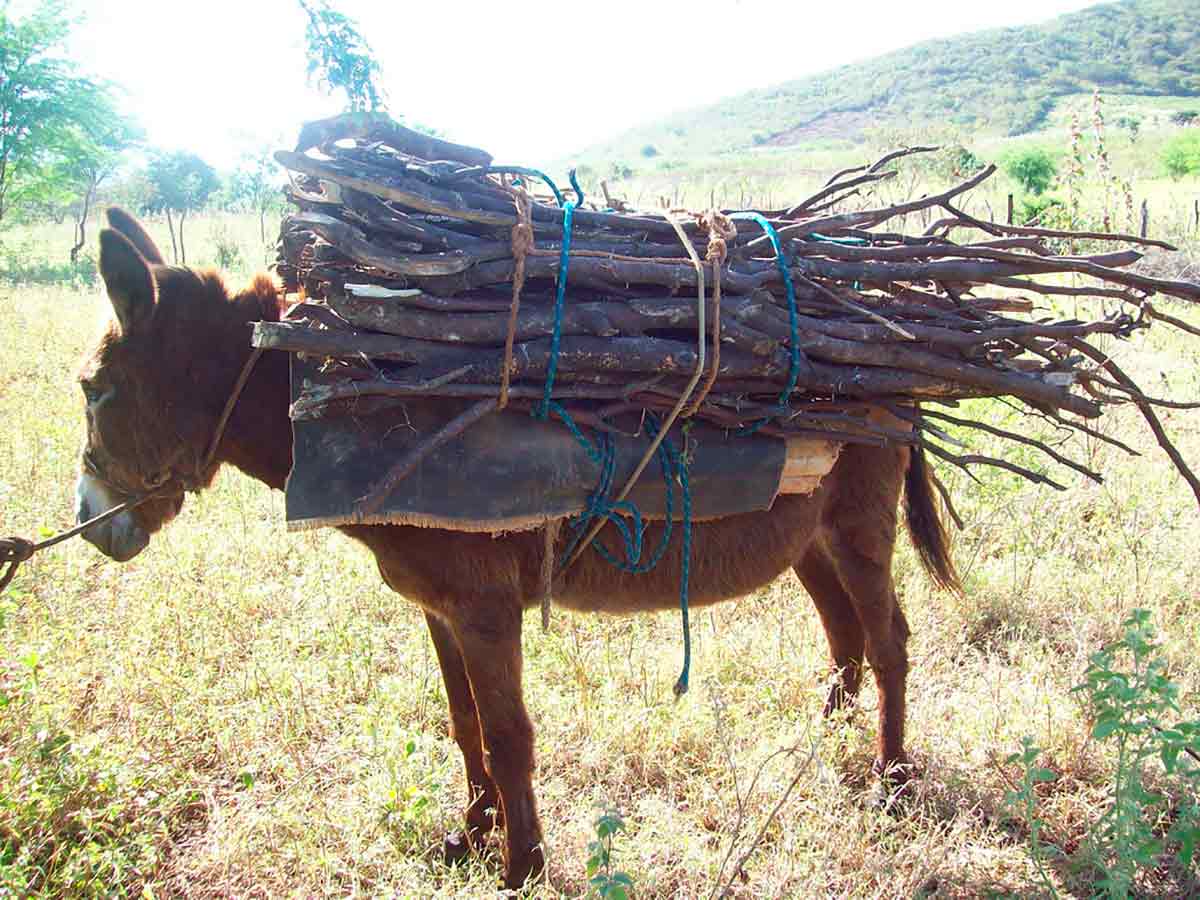 Jumento carregando lenha