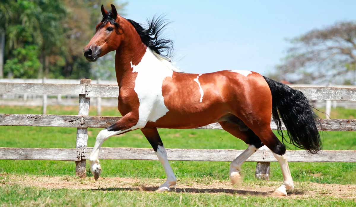 Cavalo mangalarga marchador