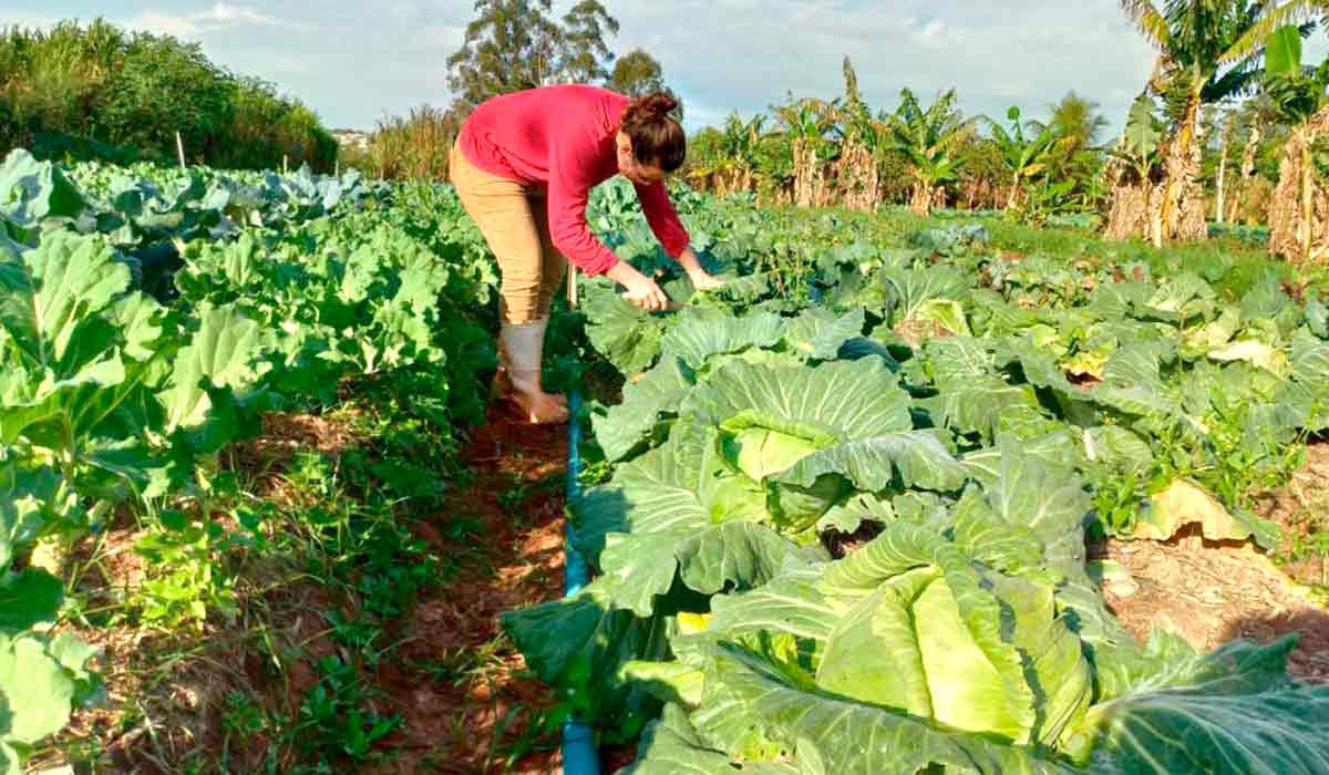 Produtora rural assentada do MST trabalhando na sua lavoura