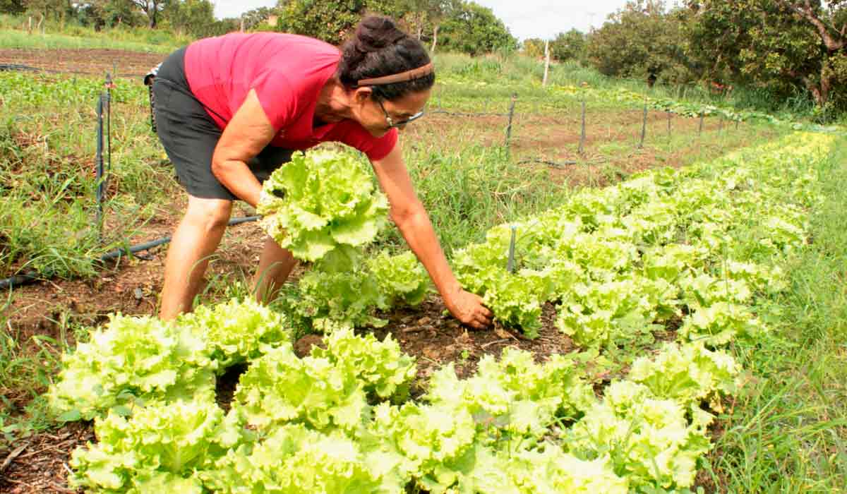 Agricultora em ação