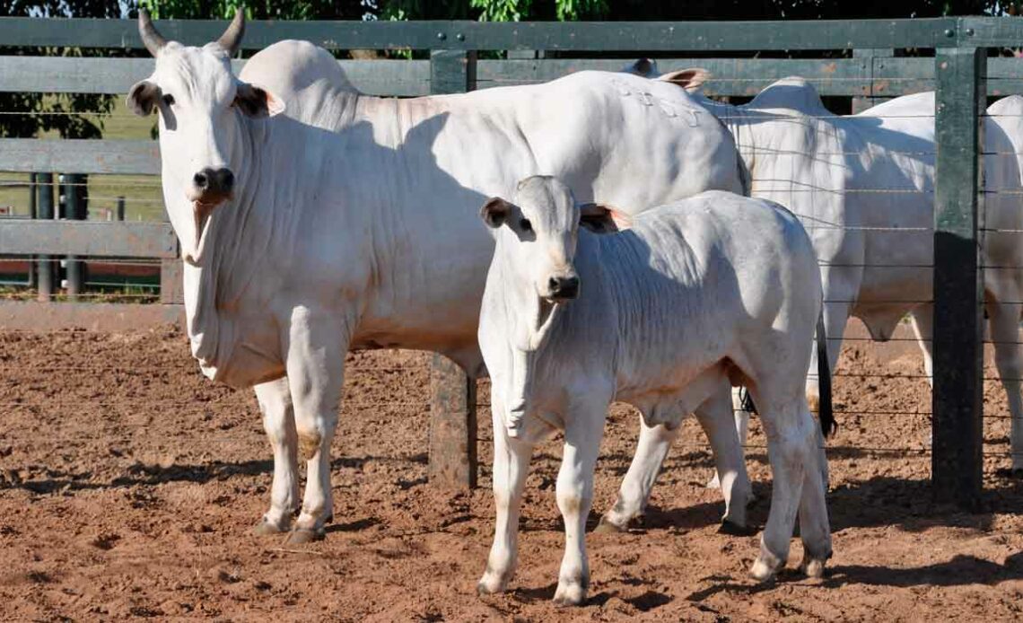 Vaca nelore com bezerro ao pé no curral de manejo