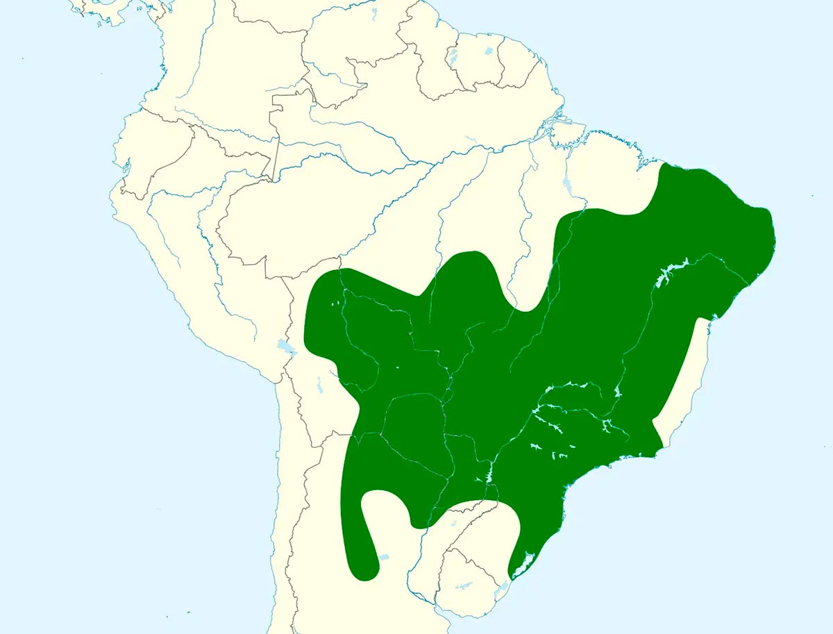 Área de ocorrência do papagaio verdadeiro (Amazona aestiva)