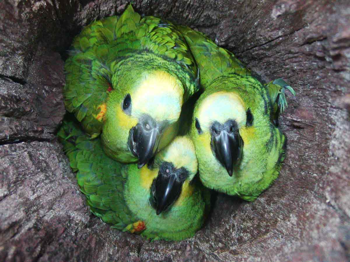 Papagaio verdadeiro (Amazona aestiva) no ninho