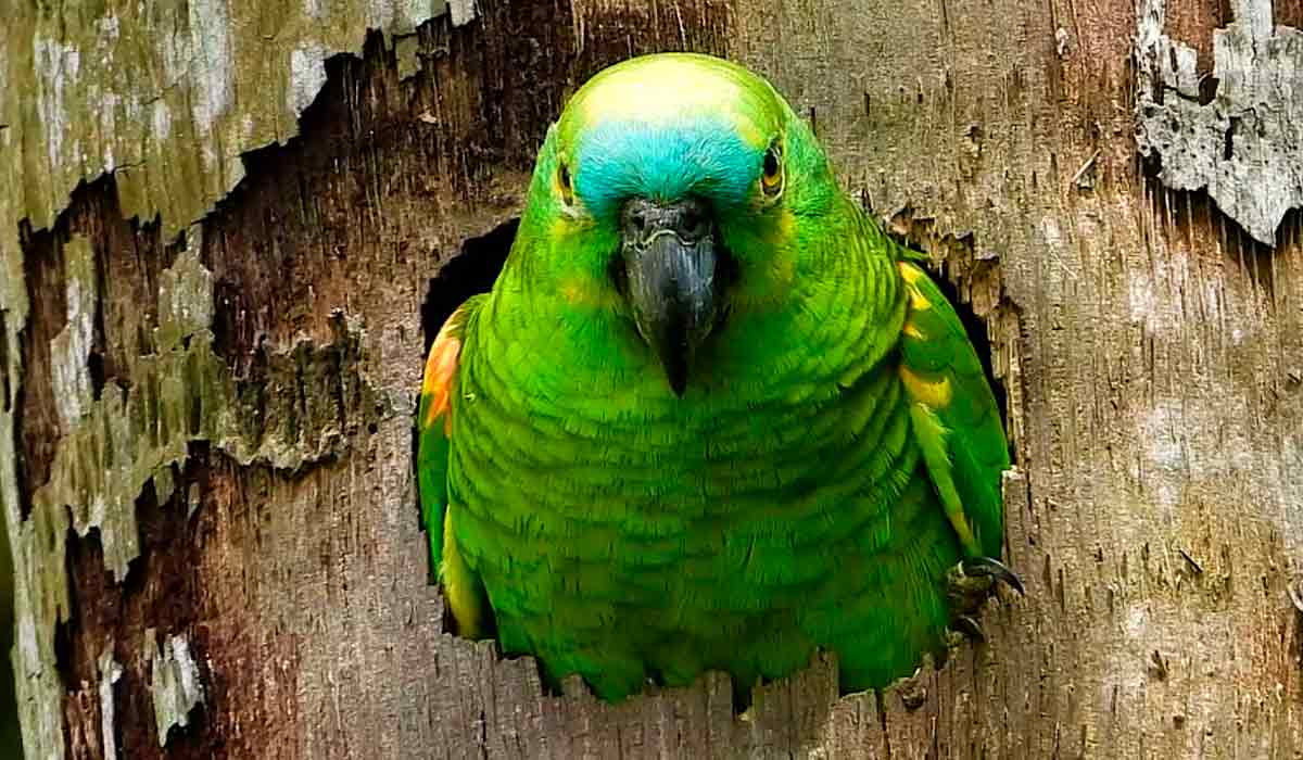 Papagaio verdadeiro (Amazona aestiva) na entrada do ninho