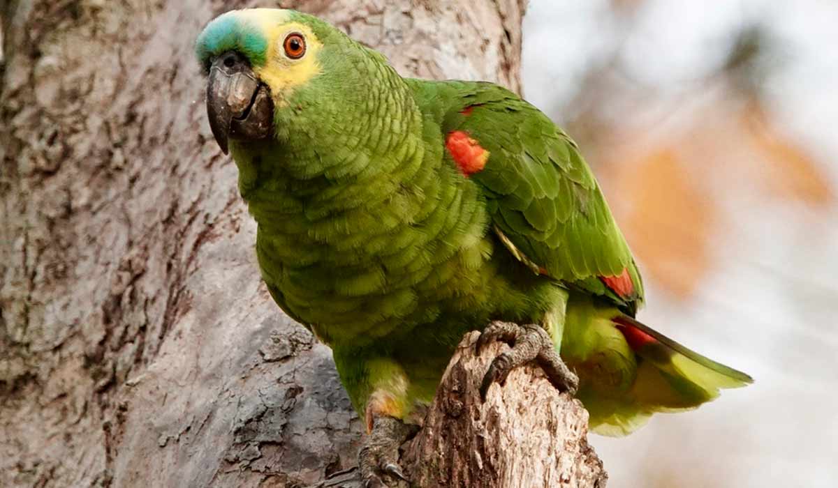 Papagaio verdadeiro (Amazona aestiva)