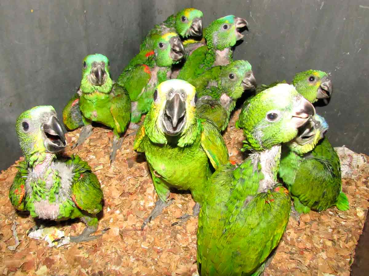 Filhotes de papagaio verdadeiro (Amazona aestiva) capturados pelo tráfico