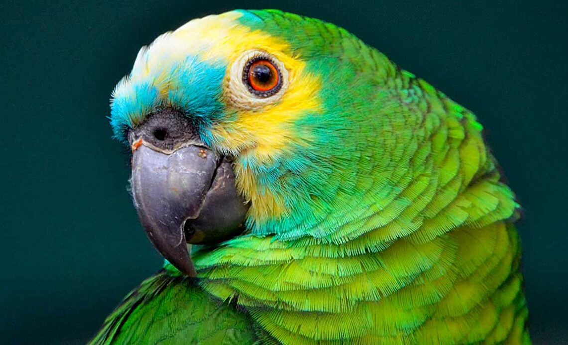 Papapagaio verdadeiro (Amazona aestiva)
