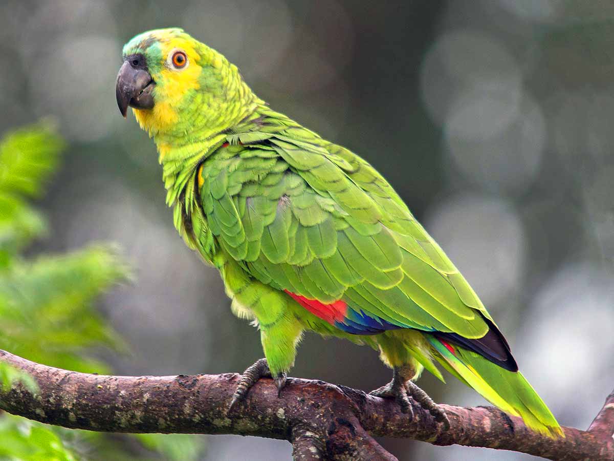 Papagaio verdadeiro (Amazona aestiva)