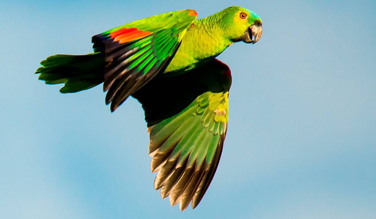Papagaio verdadeiro (Amazona aestiva) em voo