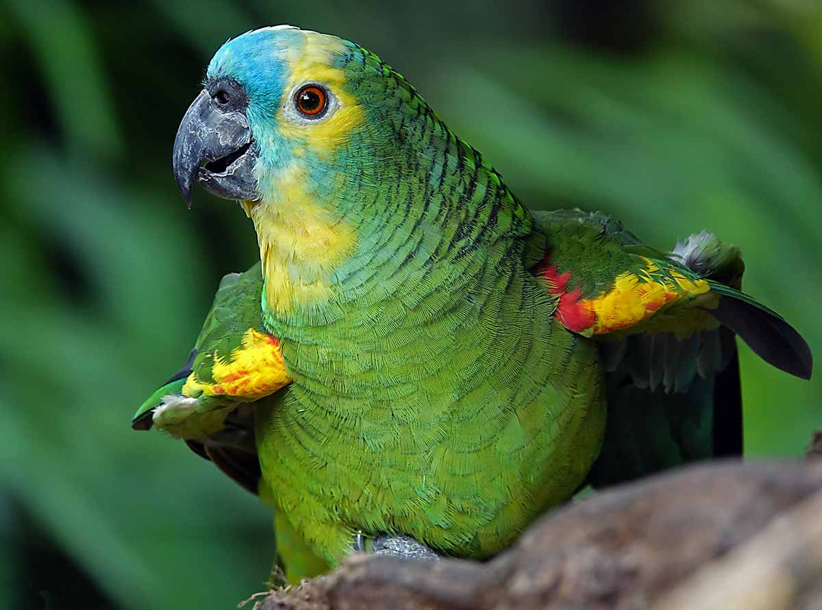 Papagaio verdadeiro (Amazona aestiva)