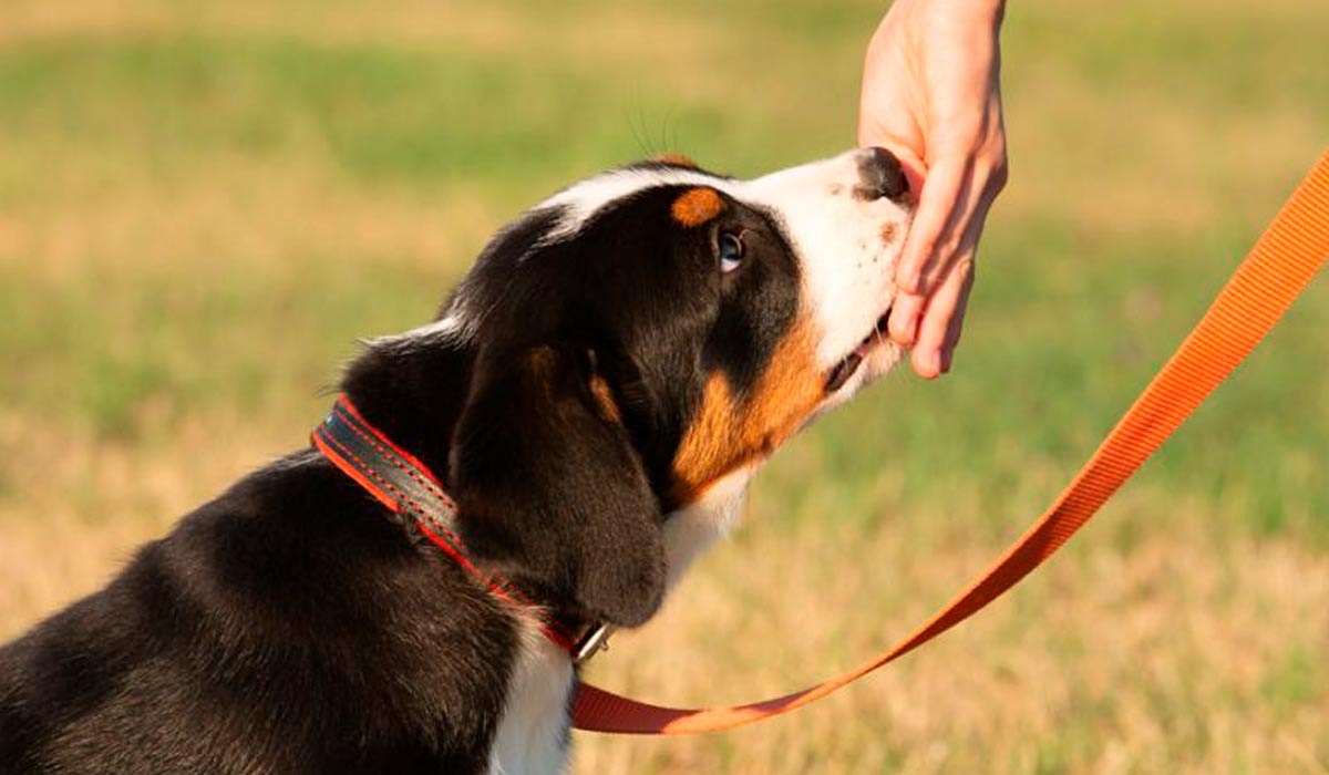 Cão recebendo um petisco como recompensa