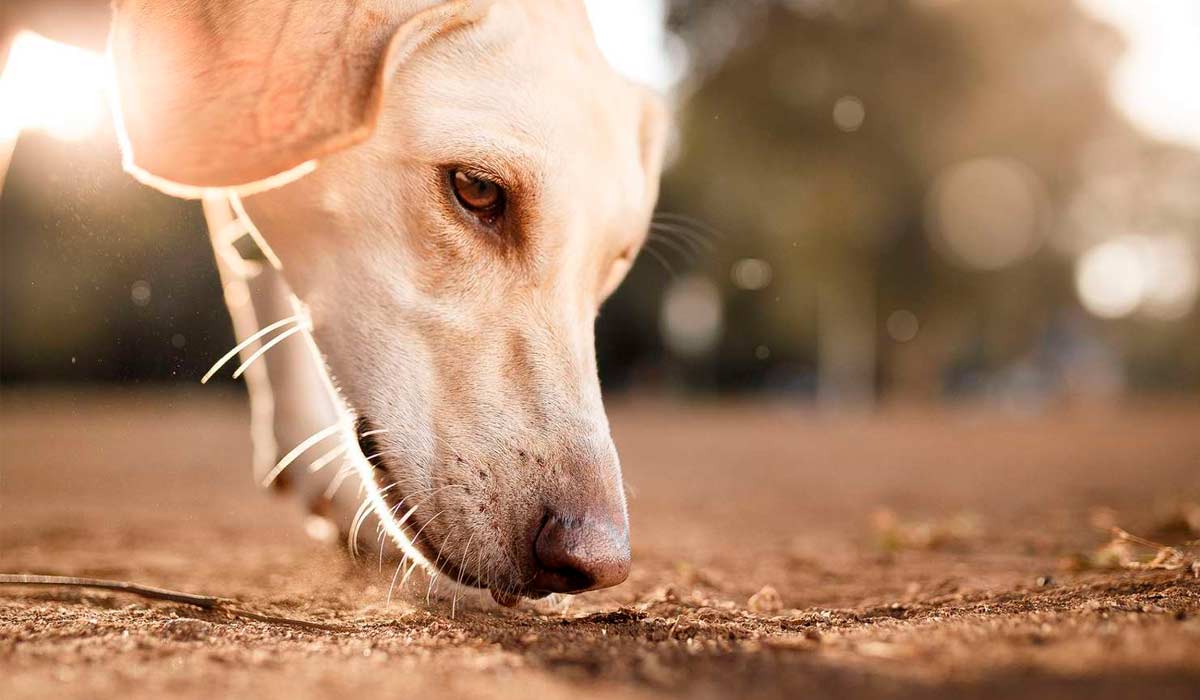 Cão cheirando o que encontra pelo caminho