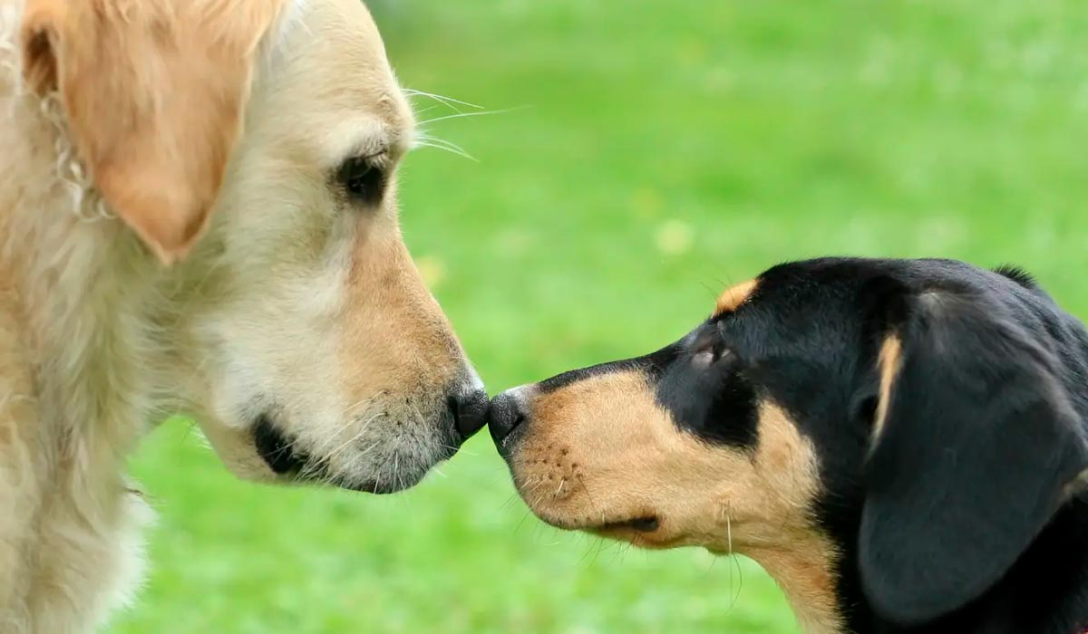 Socialização é importante para os cães