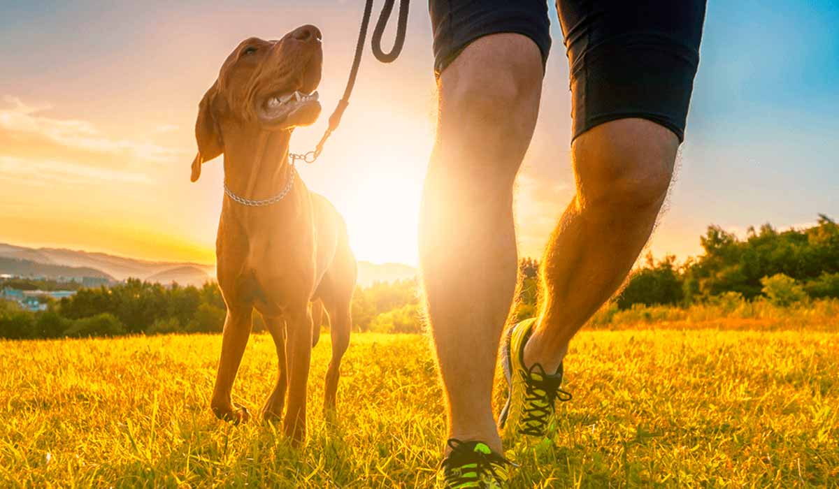 Passeando com seu cão