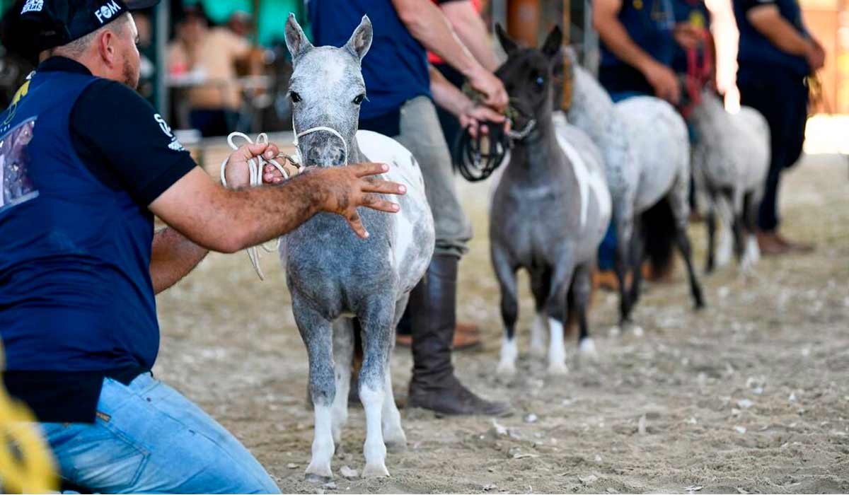 Pôneis na pista de julgamento