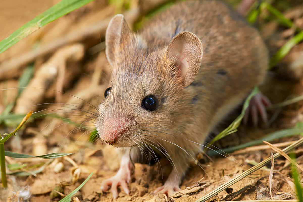 Rato doméstico (Mus musculus)