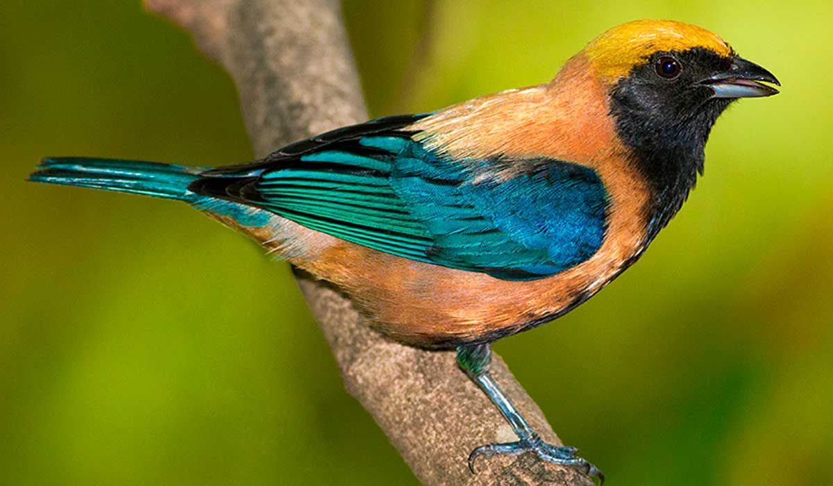 Saíra amarela (Stilpnia cayana)