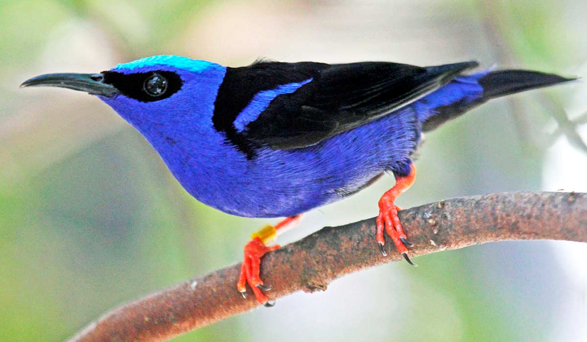 Saíra beija flor (Cyanerpes cyaneus)