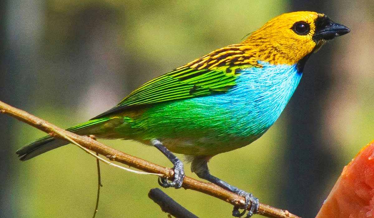 Saíra douradinha (Tangara cyanoventris)