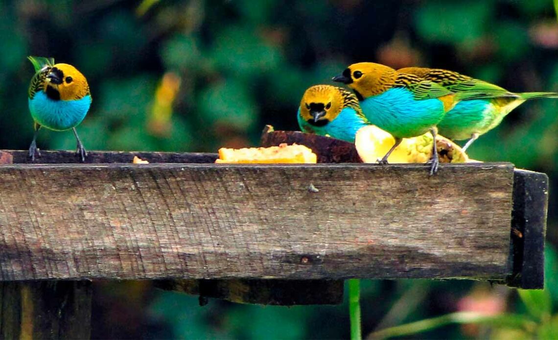 Saíras douradinhas (Tangara cyanoventris) no comedouro