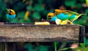 Saíras douradinhas (Tangara cyanoventris) no comedouro