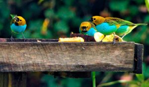 Saíras douradinhas (Tangara cyanoventris) no comedouro