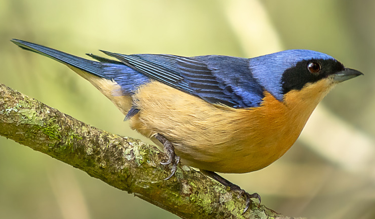 Saíra viúva (Pipraeidea melanonota)