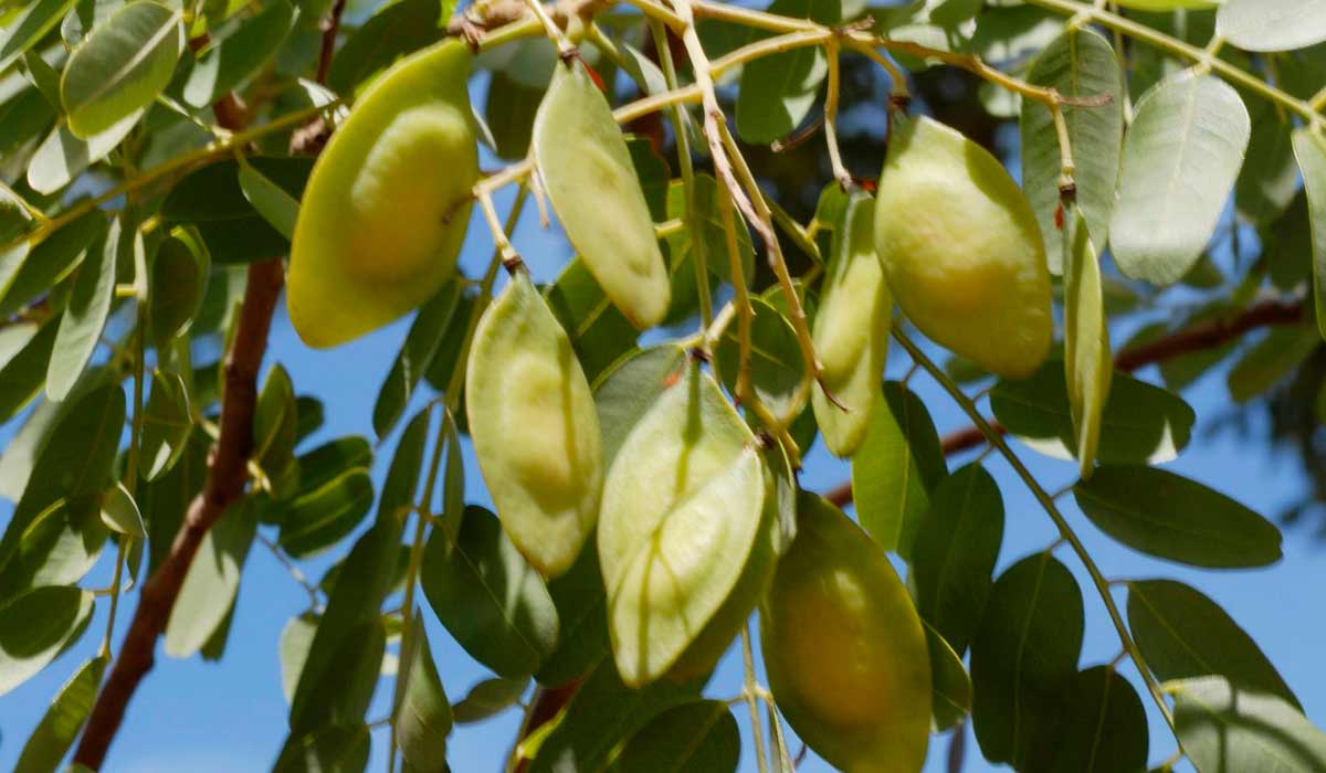 Frutos imaturos (verdes)