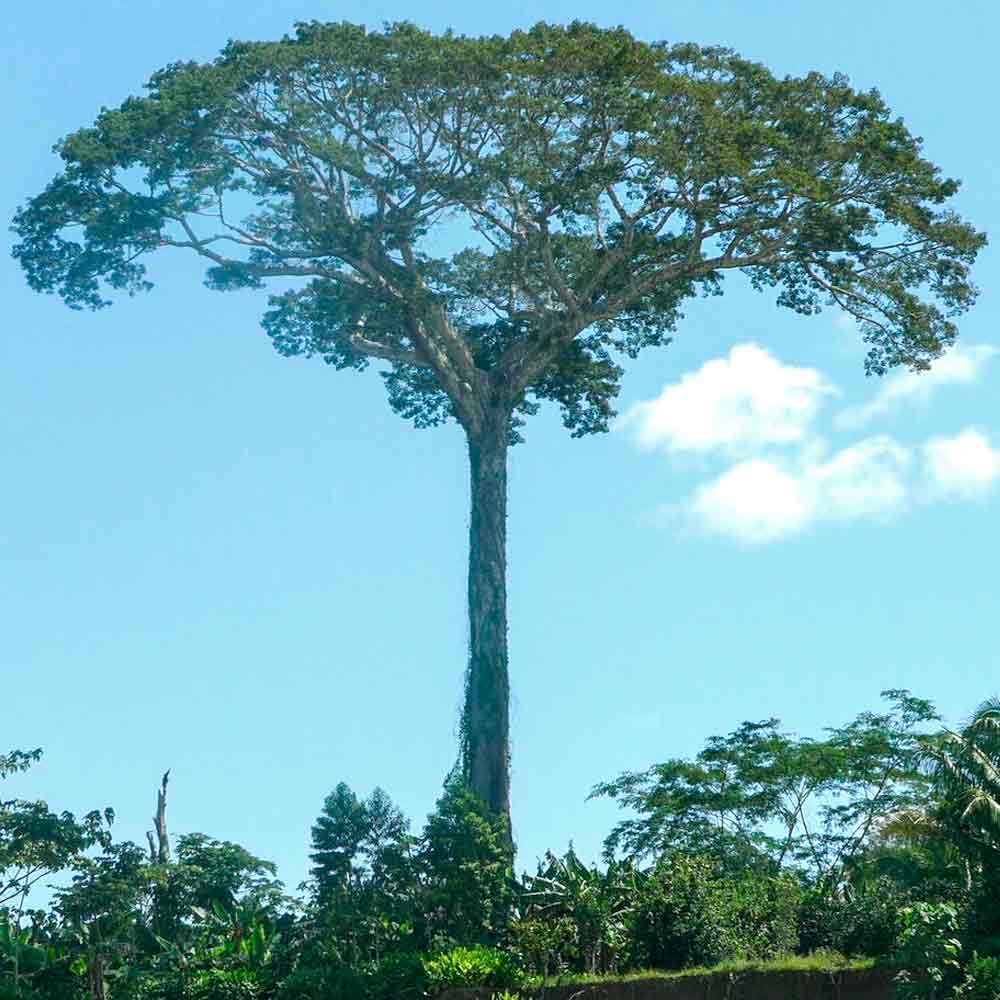Sumaúma (Ceiba pentandra)