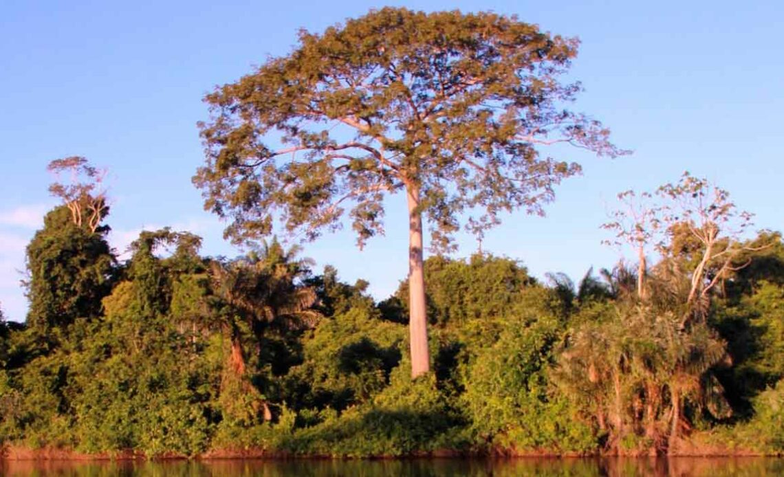 Sumaúma (Ceiba pentandra)