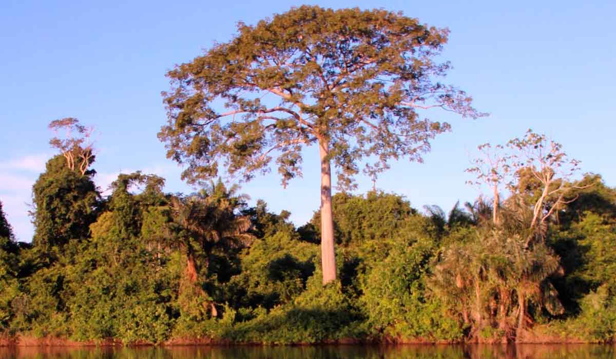 Sumaúma (Ceiba pentandra)