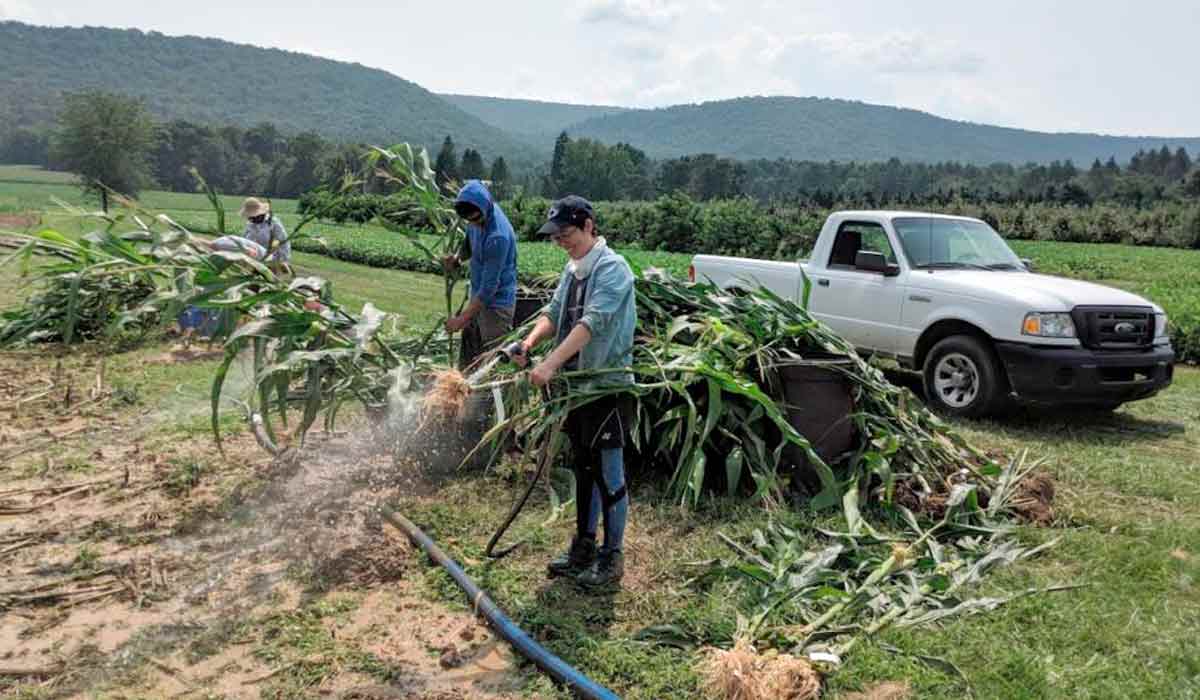 Pesquisadores lavando raízes de milho após sua escavação por "shovelomics" na Estação de Pesquisa Agrícola Russell E. Larson da Penn State, na Pensilvânia - Foto: Penn State