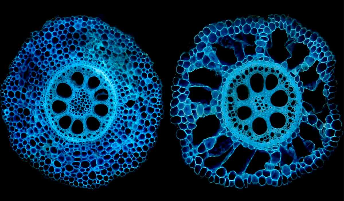 Seções transversais de raízes de milho mostrando variação genética para formação de aerênquima, que converte células vivas em espaço aéreo. Agora que os pesquisadores descobriram o gene associado ao fenótipo, ele pode ser um alvo de melhoramento de plantas - Foto: Tânia Galindo Castañeda