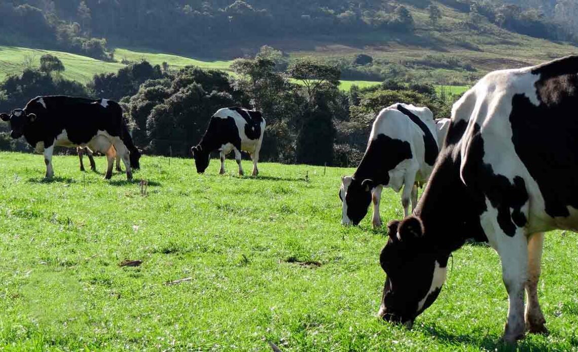 Vacas leiteiras no piquete