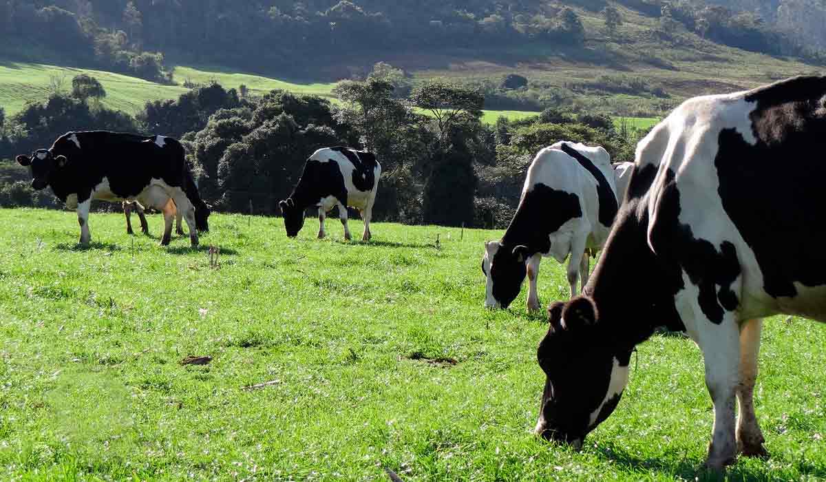 Vacas leiteiras no piquete
