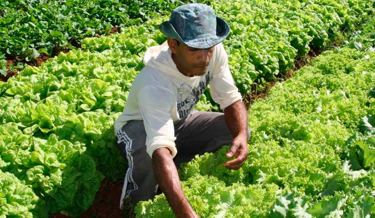 Agricultor familiar na sua lavoura de folhosas